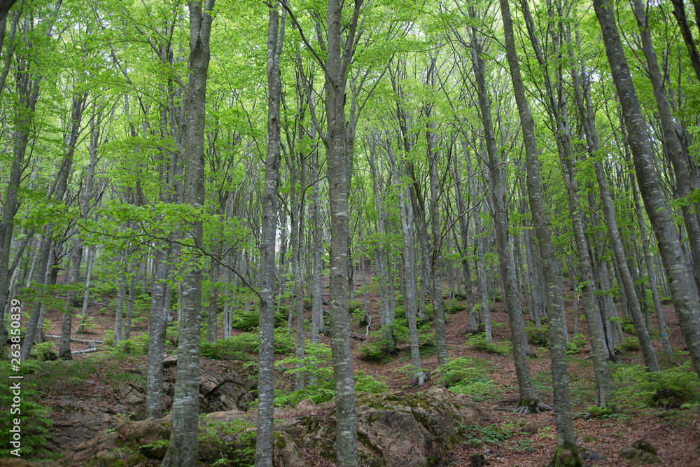 Forest of trees Tuscany Italy Forest of trees Tuscany Italy