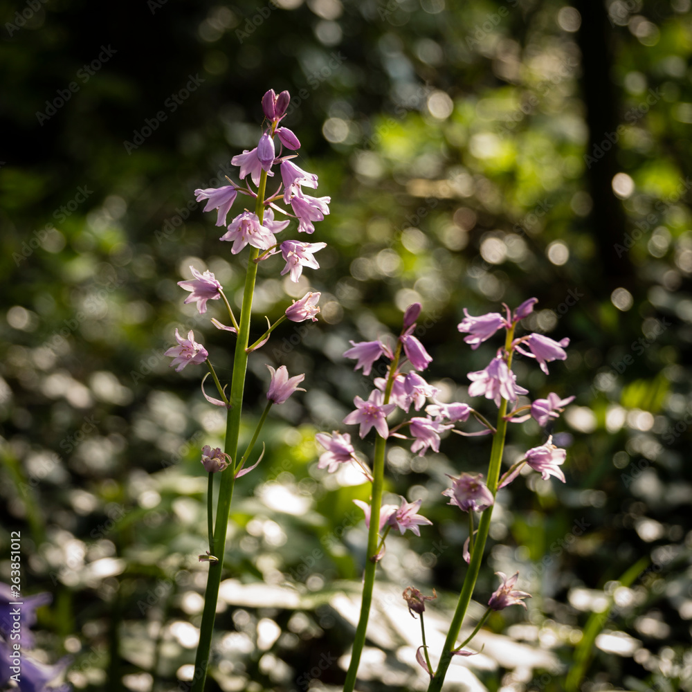 Spring flowering pink Spanish bluebells ( Hyacinthoides hispanica) an English woodland setting. Spring flowering pink Spanish bluebells ( Hyacinthoides hispanica) an English woodland setting.