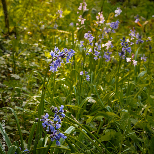 Spring flowering blue Spanish bluebells ( Hyacinthoides hispanica) an English woodland setting.