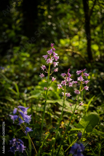 Spring flowering pink Spanish bluebells ( Hyacinthoides hispanica) an English woodland setting.