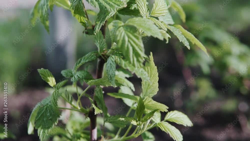 Sprigs of green unripe raspberries in nature Sprigs of green unripe raspberries in nature