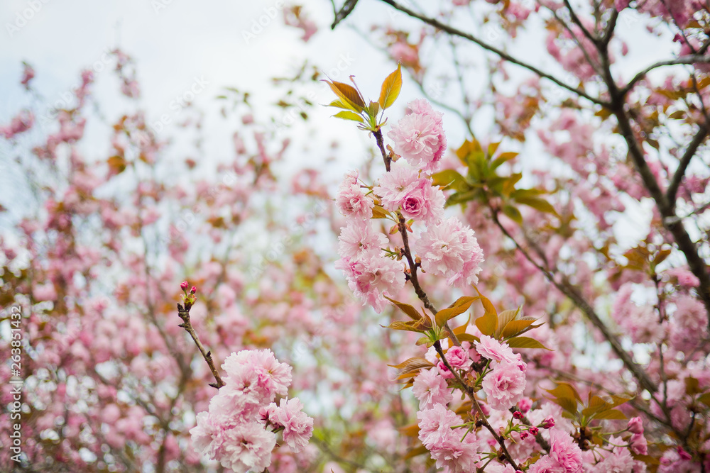 Sakura flower,  nature background, flower at japan