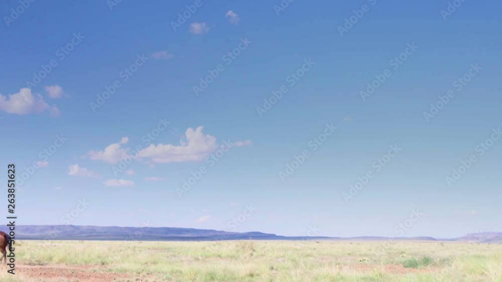 Cowboy rancher riding through western prairies, riding out of frame. Wide shot Cowboy rancher riding through western prairies, riding out of frame. Wide shot