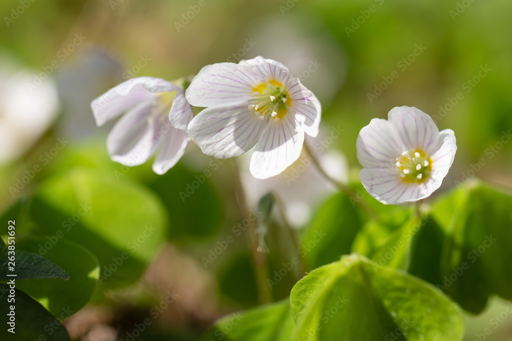 Blüte von Waldsauerklee (Oxalis acetosella) Blüte von Waldsauerklee (Oxalis acetosella)