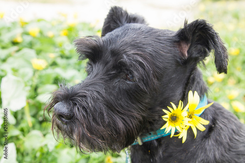 black dog in field of daisy flowers