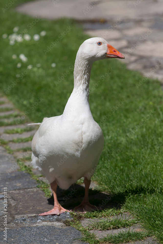 Goose walking in the sunshine