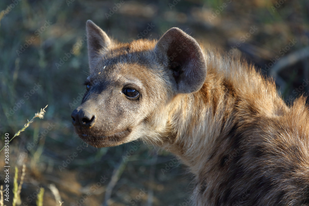 Tüpfelhyäne / Spotted Hyaena / Crocuta crocuta. Tüpfelhyäne / Spotted Hyaena / Crocuta crocuta.