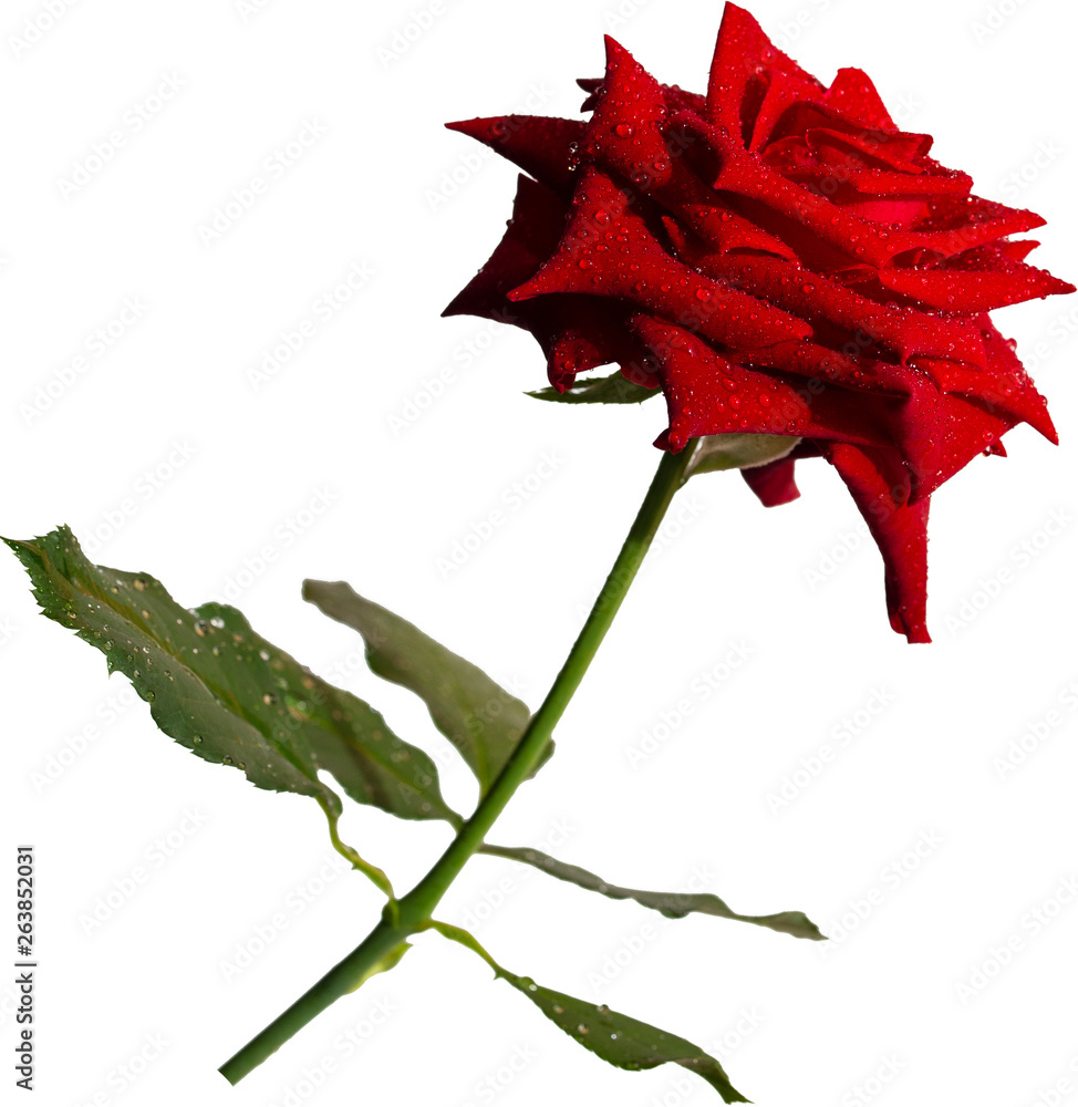 Red roses on a white background. with clipping path. Red roses on a white background. with clipping path.