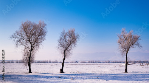 birch tree in a cold winter landscape with snow and frost © vasile