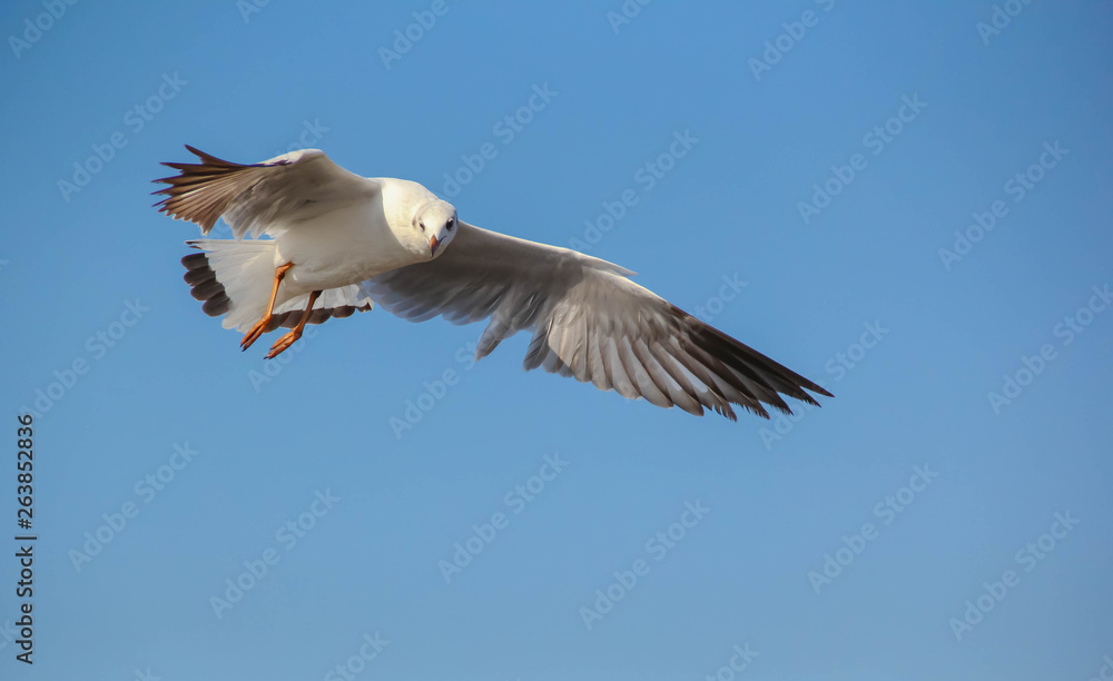 Fototapeta premium Seagull flying in the blue sky