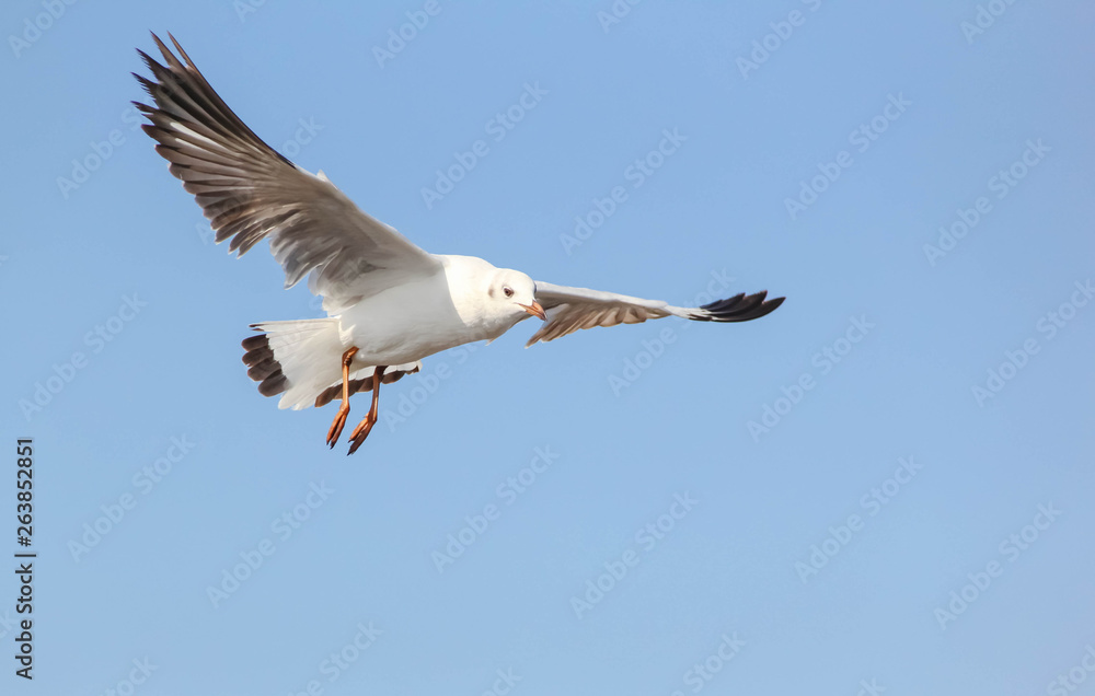 Fototapeta premium Seagull flying in the blue sky