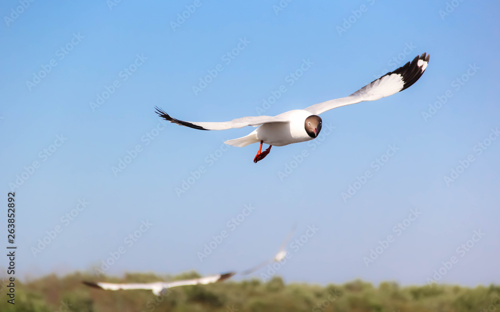 Seagull flying in the blue sky Seagull flying in the blue sky