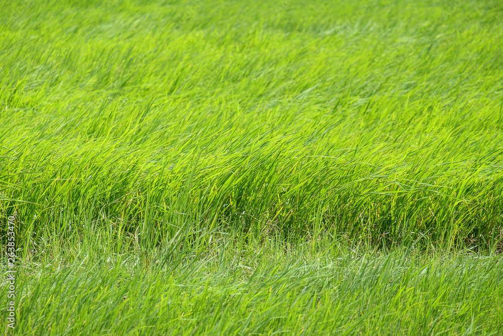 Obraz premium Green fields outside the city