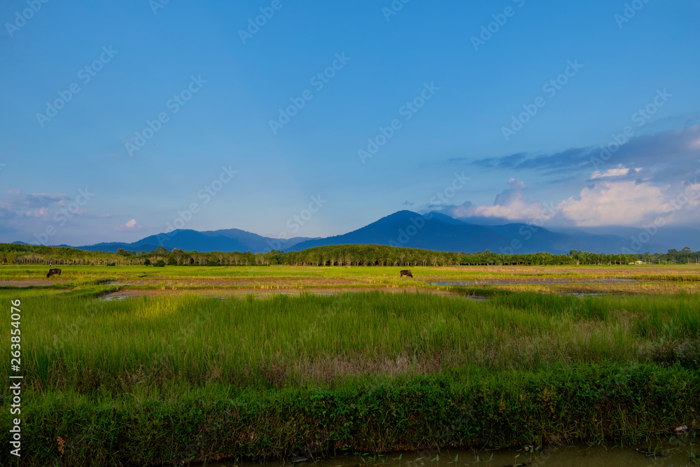 Green fields outside the city