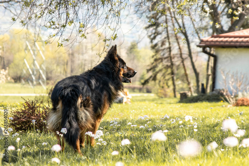 german shepheard on grass
