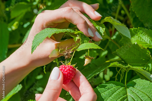 Female fingers pluck ripe red raspberry berry from a Bush with green leaves, summer landscape