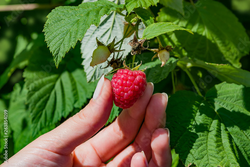 Female fingers pluck ripe red raspberry berry from a Bush with green leaves, summer landscape