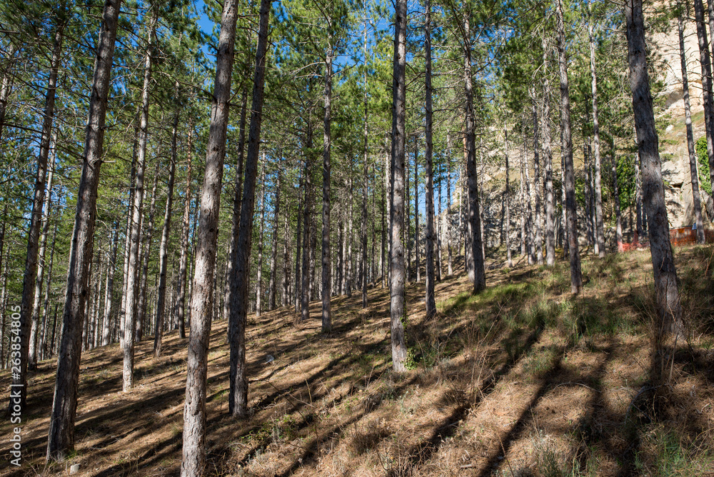 Pine forests around the town of Morella Pine forests around the town of Morella
