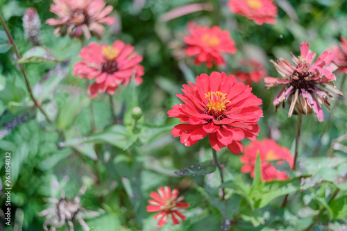 Many zinnia flowers