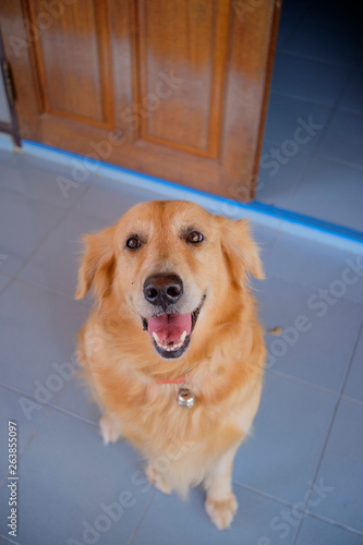 Golden Retriever dog brown