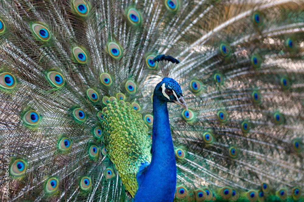 Fototapeta premium Amazing peacock during his exhibition