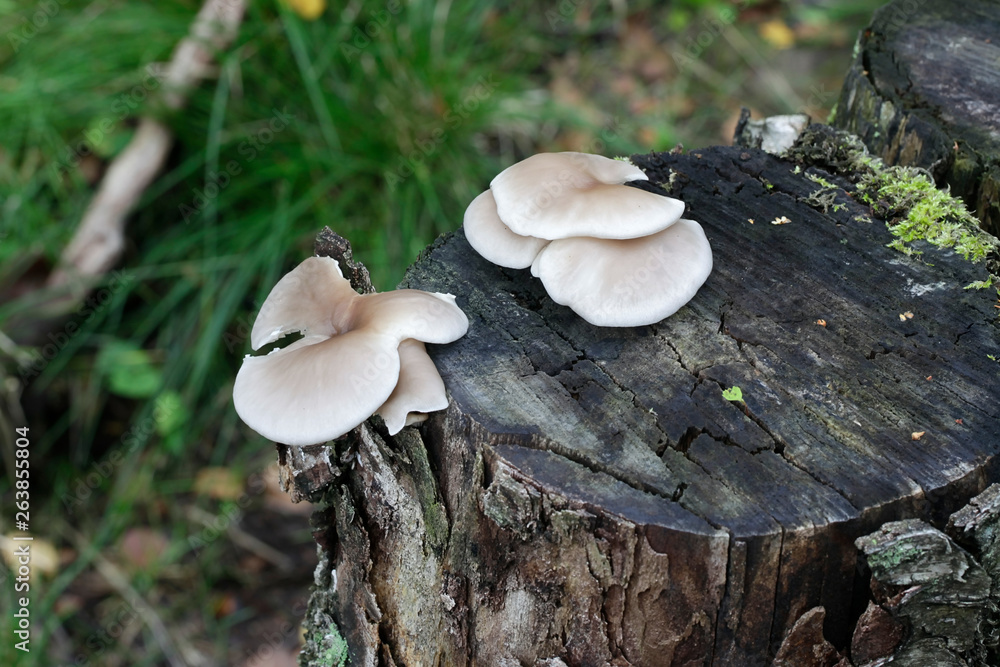 Fototapeta premium Pleurotus pulmonarius, commonly known as the Indian Oyster, Italian Oyster, Phoenix Mushroom, or the Lung Oyster