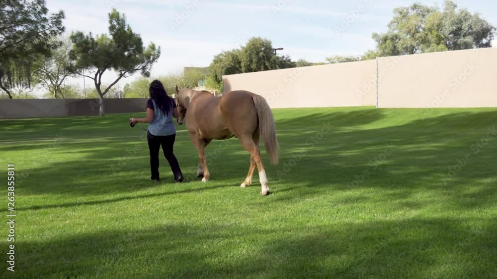 Therapist and horse walking away from camera as they warm up to do equine therapy. Therapist and horse walking away from camera as they warm up to do equine therapy.