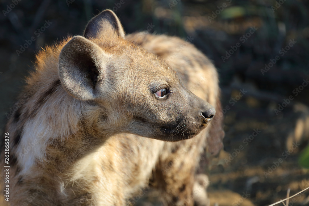 Tüpfelhyäne / Spotted Hyaena / Crocuta crocuta. Tüpfelhyäne / Spotted Hyaena / Crocuta crocuta.