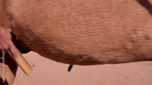 Using a scrapper on the chest and belly of a horse to remove excess hair.