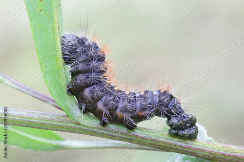 Acronicta auricoma, the scarce dagger moth caterpillar photo