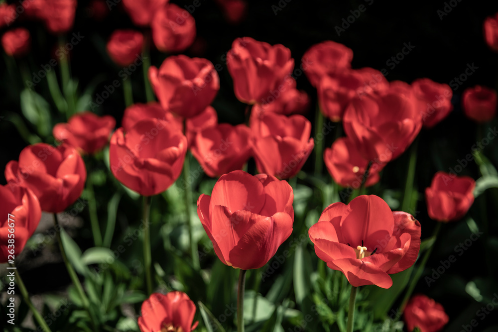 British Garden Flowers 