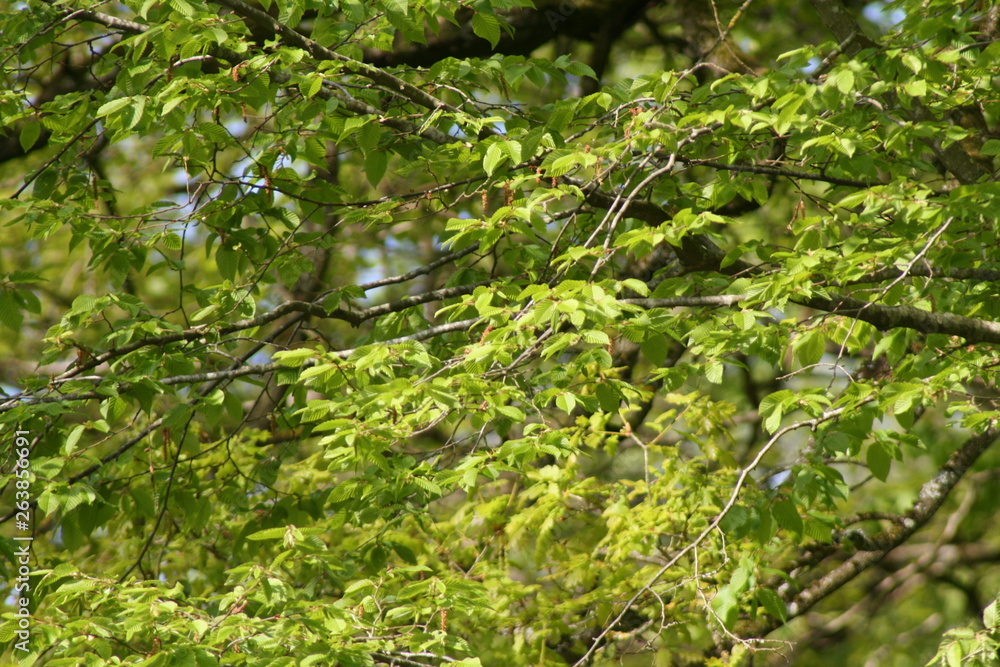 Obraz premium nature