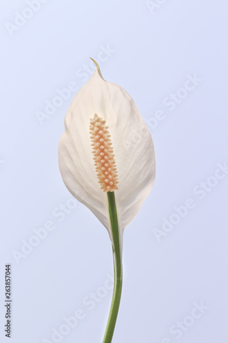 White anthurium flower or flamingo flower blooming with reflections from the sun on sky background