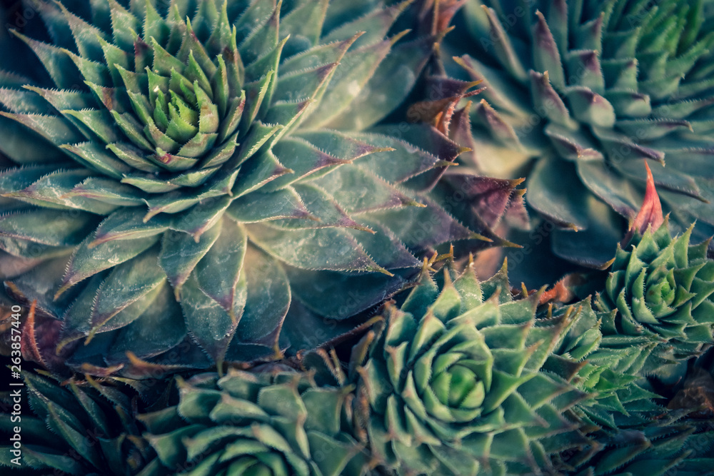 Fototapeta premium Succulents