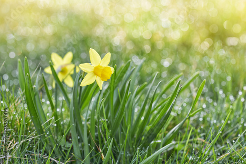 Jonquil in meadow. Spring flower and defocused nature with sunny reflection background