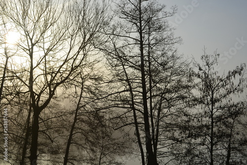 Bäume im Nebel und Sonne