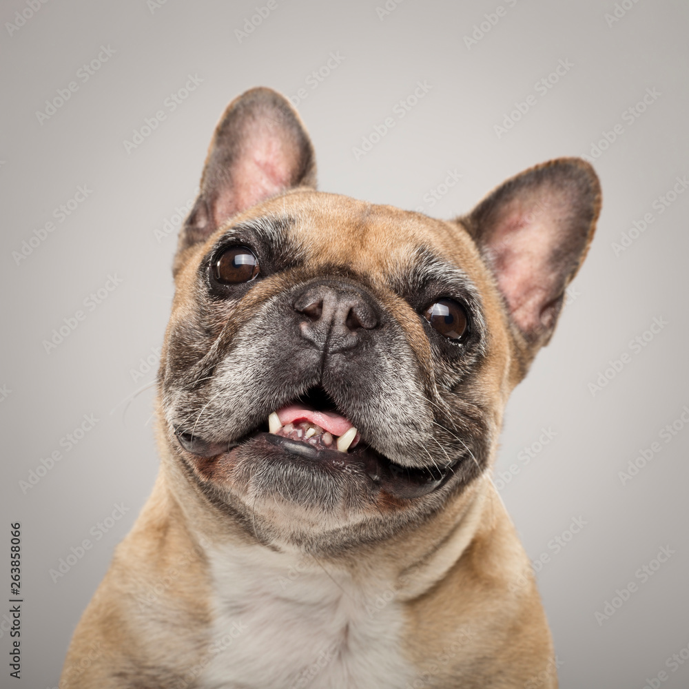 Studio portrait of an expressive French Bulldog dog against neutral background