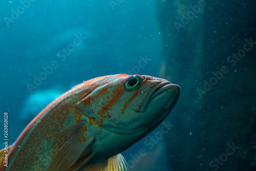 fish in an aquarium