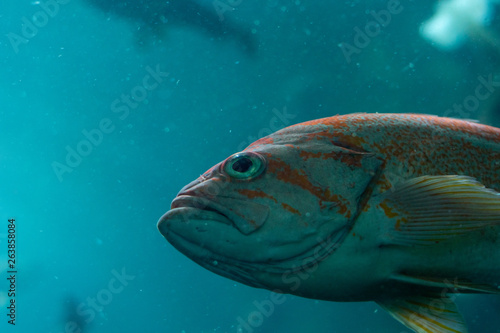 fish in an aquarium