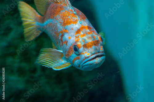 fish in an aquarium