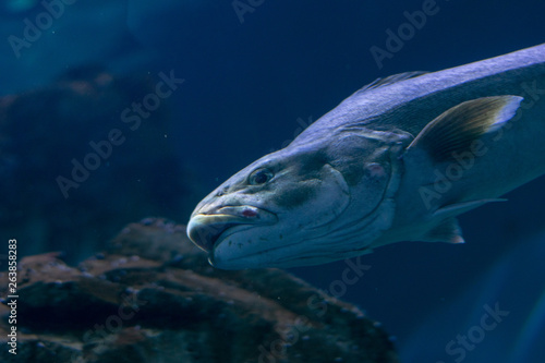 fish in an aquarium