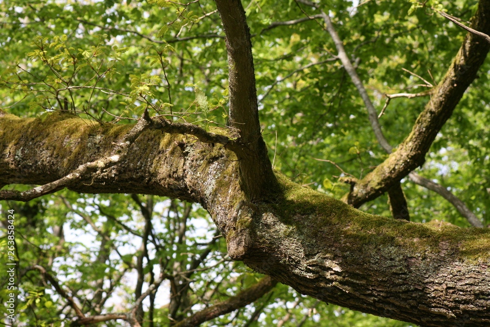 nature nature
