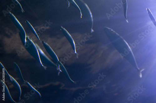 fish in an aquarium