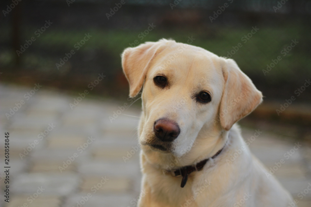 dog labrador, purebred beautiful