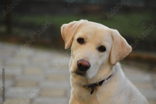 dog labrador, purebred beautiful