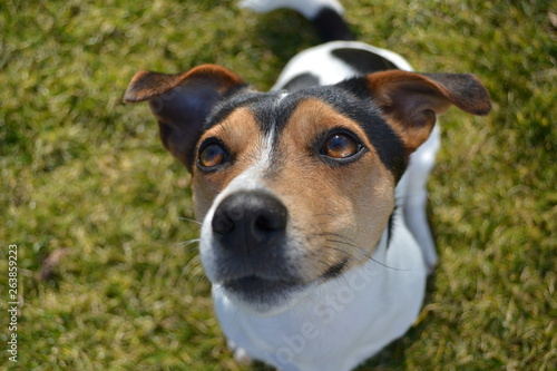 Jack Russel Terrier, niedlich, Gesicht