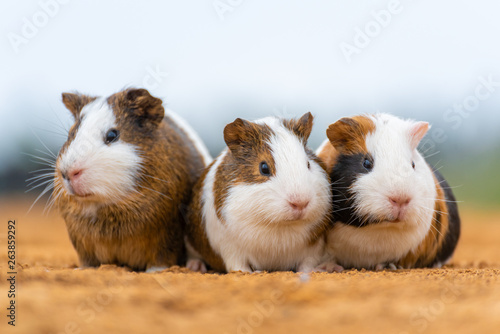 Three cute guinea pigs in the outdoor