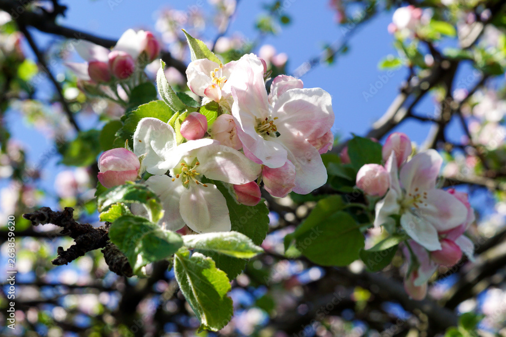 Nahaufnahme einer Apfelblüte im Frühling