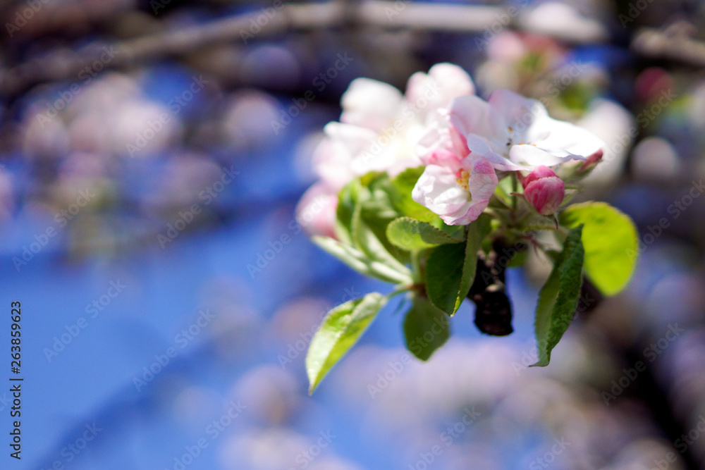 Nahaufnahme einer Apfelblüte im Frühling Nahaufnahme einer Apfelblüte im Frühling