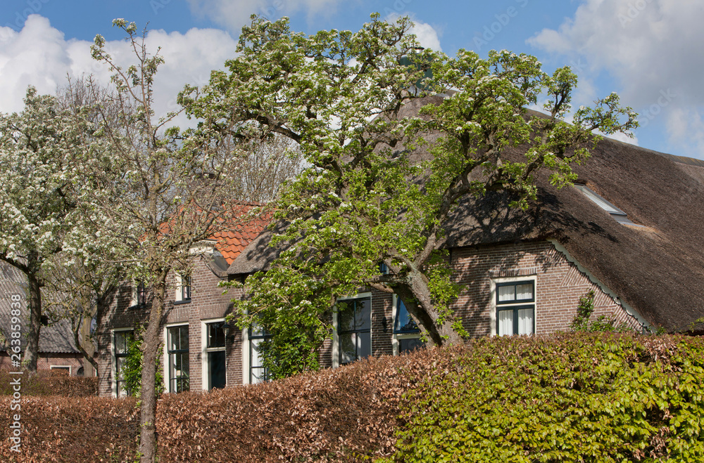 Ruinerwold Drente Netherlands Dr. Larijwewg Spring peartrees
